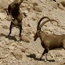 Image result for fight aries gif