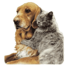 cat and dog hug
