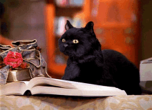 Cat Reading GIFs | Tenor