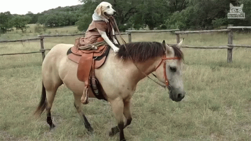 Dog Riding Horse Horseback Riding GIF