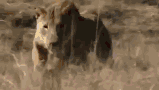Jump Of Lion + Africa Sunrise GIF - Lion FemaleLion Jump GIFs
