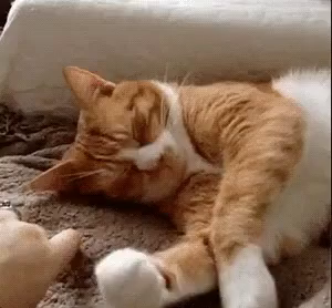 Bom Dia Meu Amor / Gatinho / Gato Acordando GIF - Good Morning Love Cat -  Discover & Share GIFs