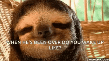 Hey There Good Morning Sloth GIF - HeyThereGoodMorning Sloth Animal ...