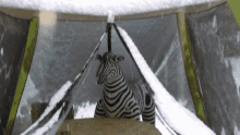 Zebra Animals GIF - Zebra Animals WildAnimals GIFs