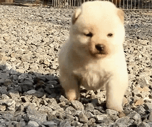 Fluffy puppy walking