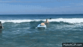 Image result for surfing dogs gifs