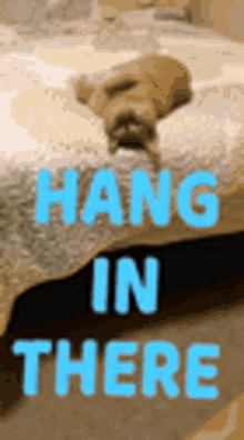 Hang In There Cat Gifs Tenor