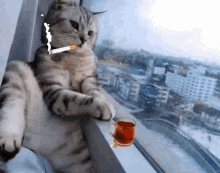 tenor.gif