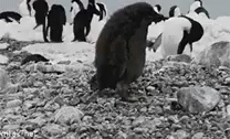 Penguin Funny GIF