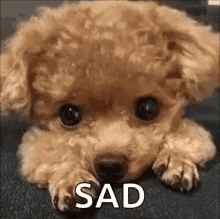 saddest puppy ever