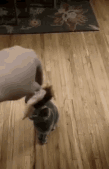 animated cat toy gifs tenor