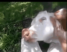 Cow Sleeping GIF - Cow Sleeping - Discover & Share GIFs