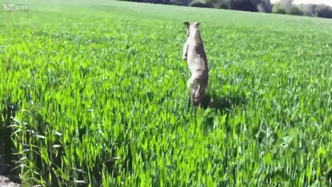 rabbit grass