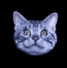 Magic Cat GIF - MagicCat Hypnotized GIFs