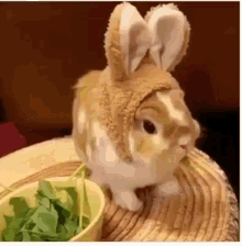 Cute Bunny GIFs | Tenor