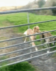 Featured image of post Dog Jumping Over Fence Gif Jumping sideways through fences seems to be a new trend in the barkour community xpost dog jumping over hedge