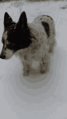 Border Collie GIFs Tenor Border Collie GIFs Tenor