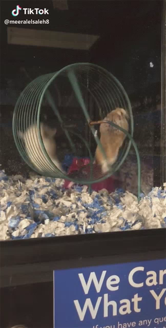 Hamsters On Wheel Gifs Tenor