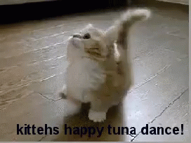 kitten happy