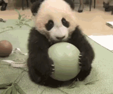 Panda Ball Gifs Tenor