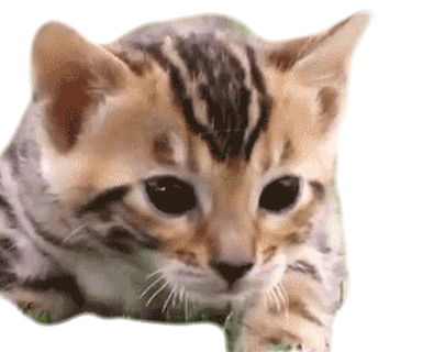 Meow Cat Gif Meow Cat Bigmouth Discover Share Gifs - vrogue.co
