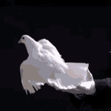 Resultado de imagen para palomas de la paz gifs