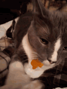 8 Animals Cuddling ideas | animals, animal pictures, cute 8 Animals Cuddling ideas | animals, animal pictures, cute