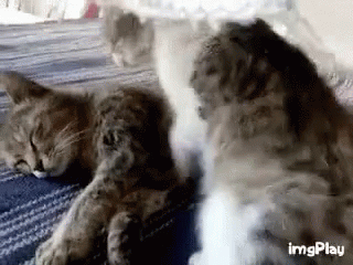 untitled.gif