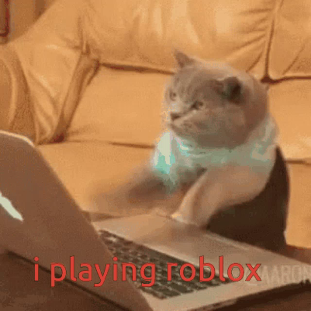 Roblox Cat Gif Roblox Cat Funnyanimals Discover Share Gifs - roblox cat