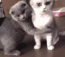Love Cats Cute GIF - LoveCats Cat Cute GIFs