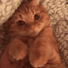 Ginger Cat GIFs | Tenor