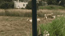Chasing Herding GIF - Chasing Herding Goats GIFs