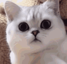Featured image of post Meme Cat Face Gif : And the little diva is spoiled and adorable.