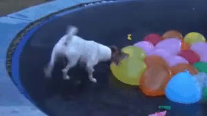 水風船 犬 ワンチャン Gif Water Balloon Dog Trampoline Discover Share Gifs
