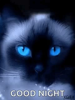 Good Night Siamese Cat Gif Goodnight Siamesecat Blink Discover