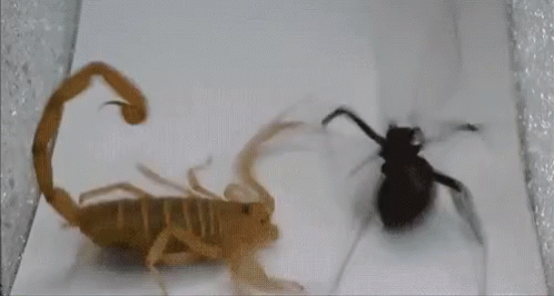 spider vs scorpion
