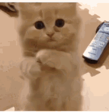 Give Me Love Gifs Tenor