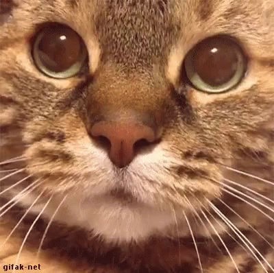 Hissing Cat GIF - Hissing Cat Pet - Discover & Share GIFs