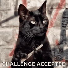 Featured image of post Challenge Accepted Meme Gif / The best of challenge accepted, challenge accepted, funny meme challenge accepted.