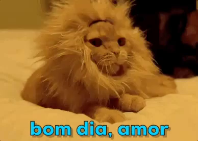 Bom Dia Meu Amor / Gatinho / Gato Acordando GIF - Good Morning Love Cat - Discover & Share GIFs Bom Dia Meu Amor / Gatinho / Gato Acordando GIF - Good Morning Love Cat - Discover & Share GIFs