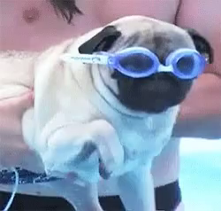 can a pug swim