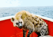 Hyena Laughing GIF - Hyena Laughing Lol - Discover & Share ...