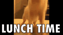 Pig Lunch Time GIF Pig Lunch Time GIF