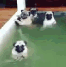 Image result for pugs gif