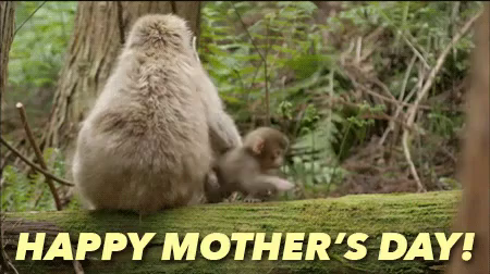 Happy Mothers Day Gif Monkey Happymothersday Mothersday Discover Share Gifs