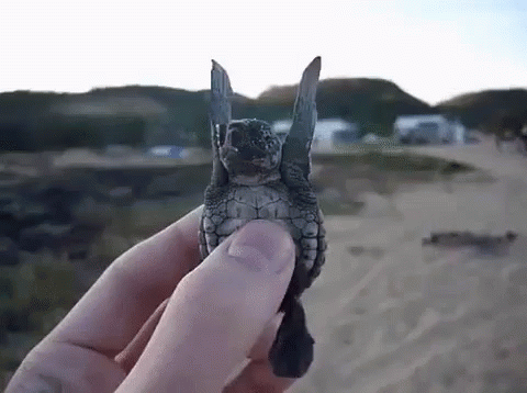turtle reaction