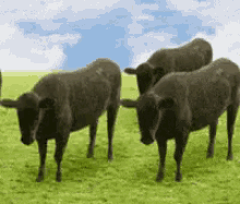 bouncing cows