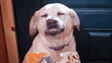 Dog Guilty Face Gif Va Happy