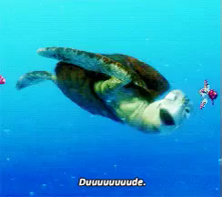 Dude Gif Turtle Dude Squirt Discover Share Gifs