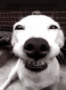 Featured image of post Gif Of Dog Smiling Lemme help you scratching dog gifs